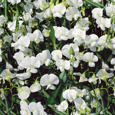 Everlasting Sweetpea- White Pearl