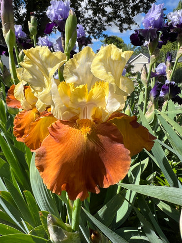 Fall Fiesta Bearded Iris Seeds