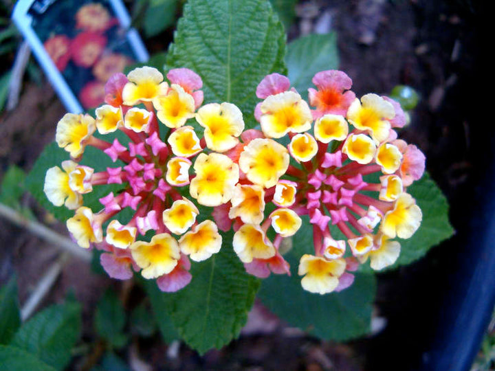 Heirloom Non-GMO Lantana Flower Seeds for Planting – Vibrant Butterfly-Friendly Garden Blooms