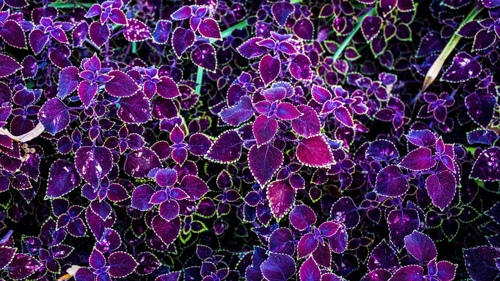 Violet Coleus Plant Seeds – Heirloom, Non-GMO, Perfect for Garden Planting