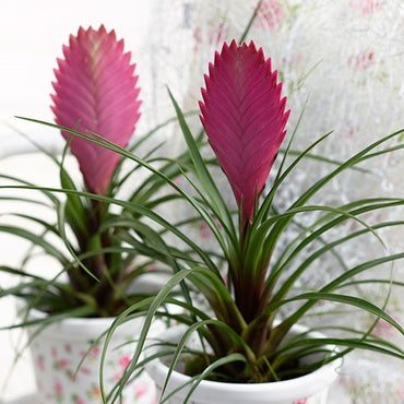 Heirloom Non-GMO Tillandsia Cyanea Flower Seeds for Planting – Pink Quill Air Plant Blooms