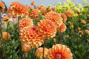 Dahlia Flower Seeds for Planting, 100