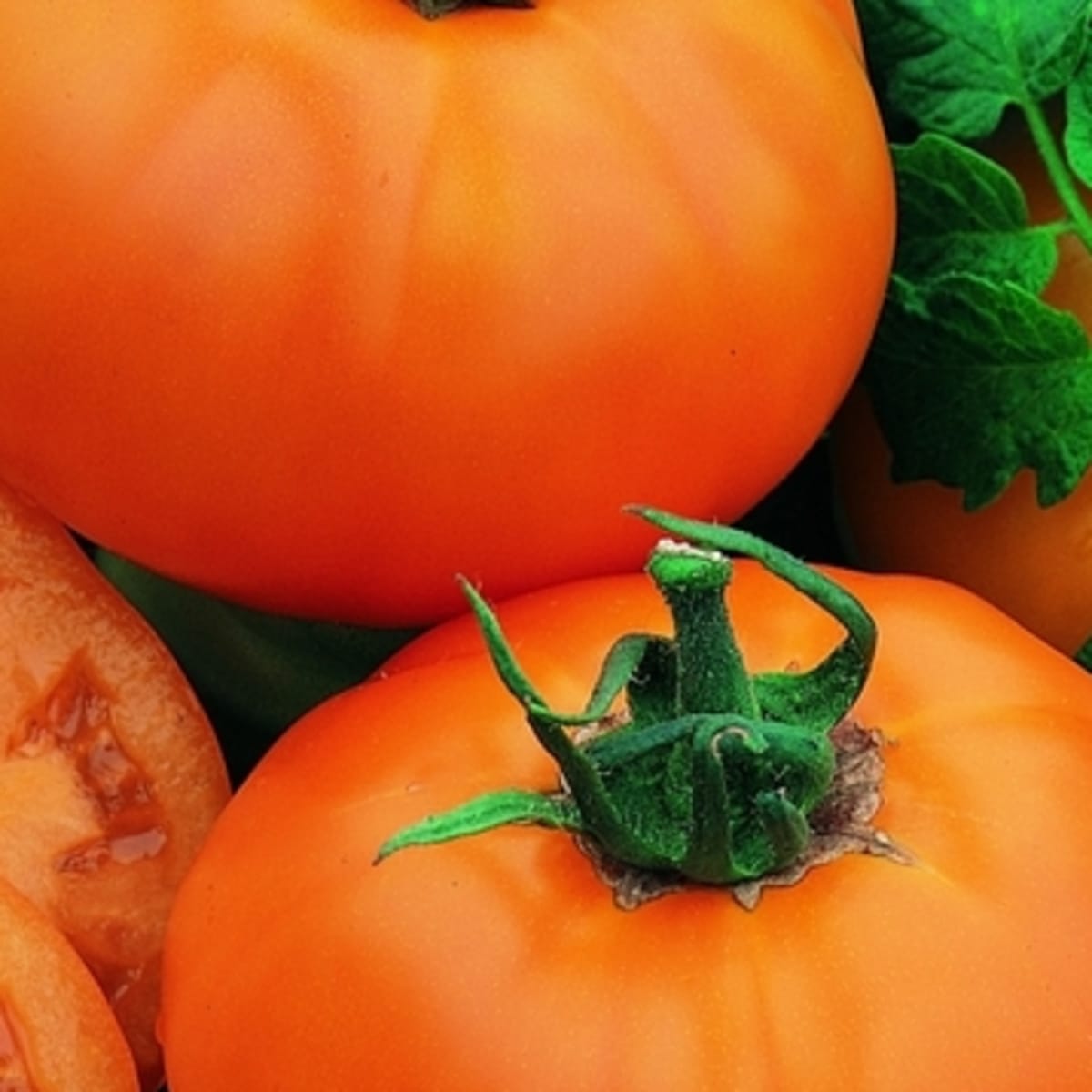Chef’s Choice Orange – Tomato Seed