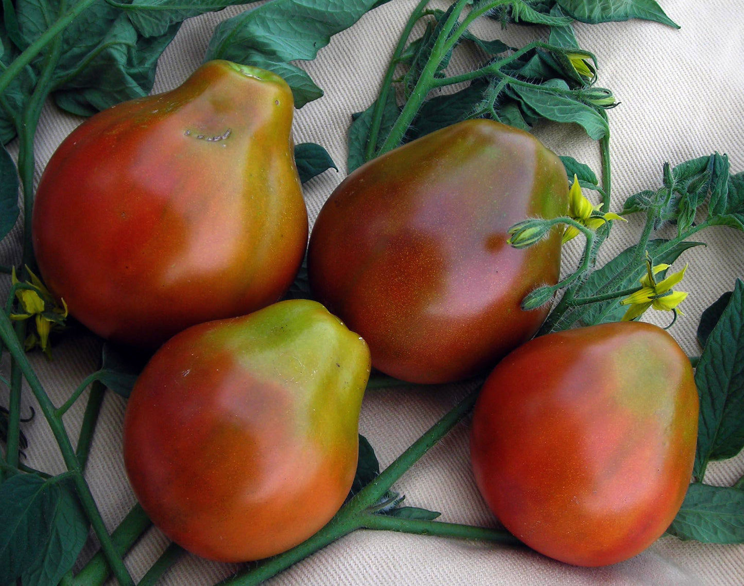 Japanese Black Trifele Organic Tomato Seed