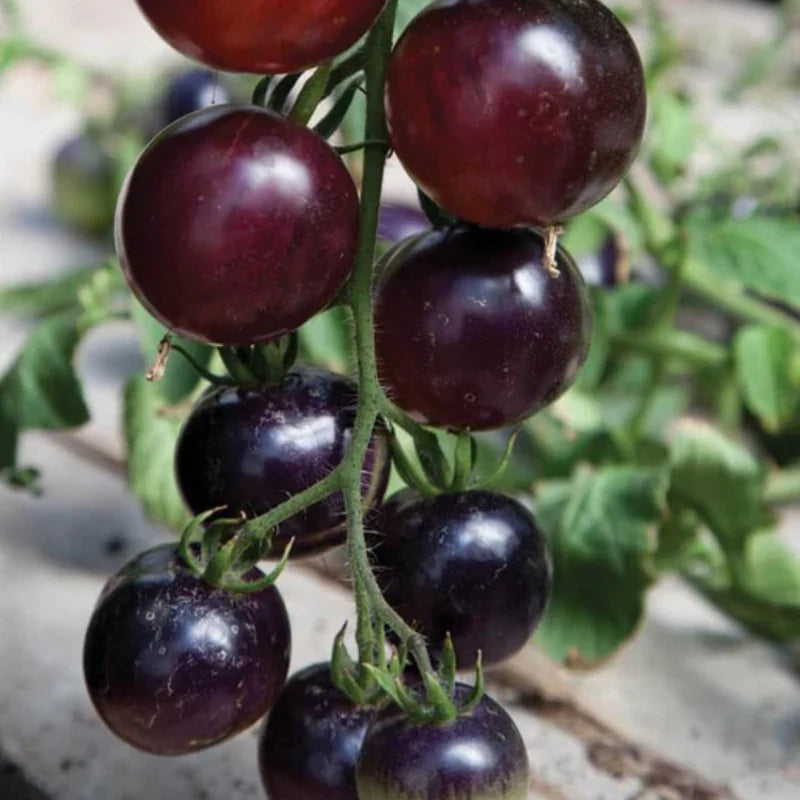 Rose – Organic Tomato Seed