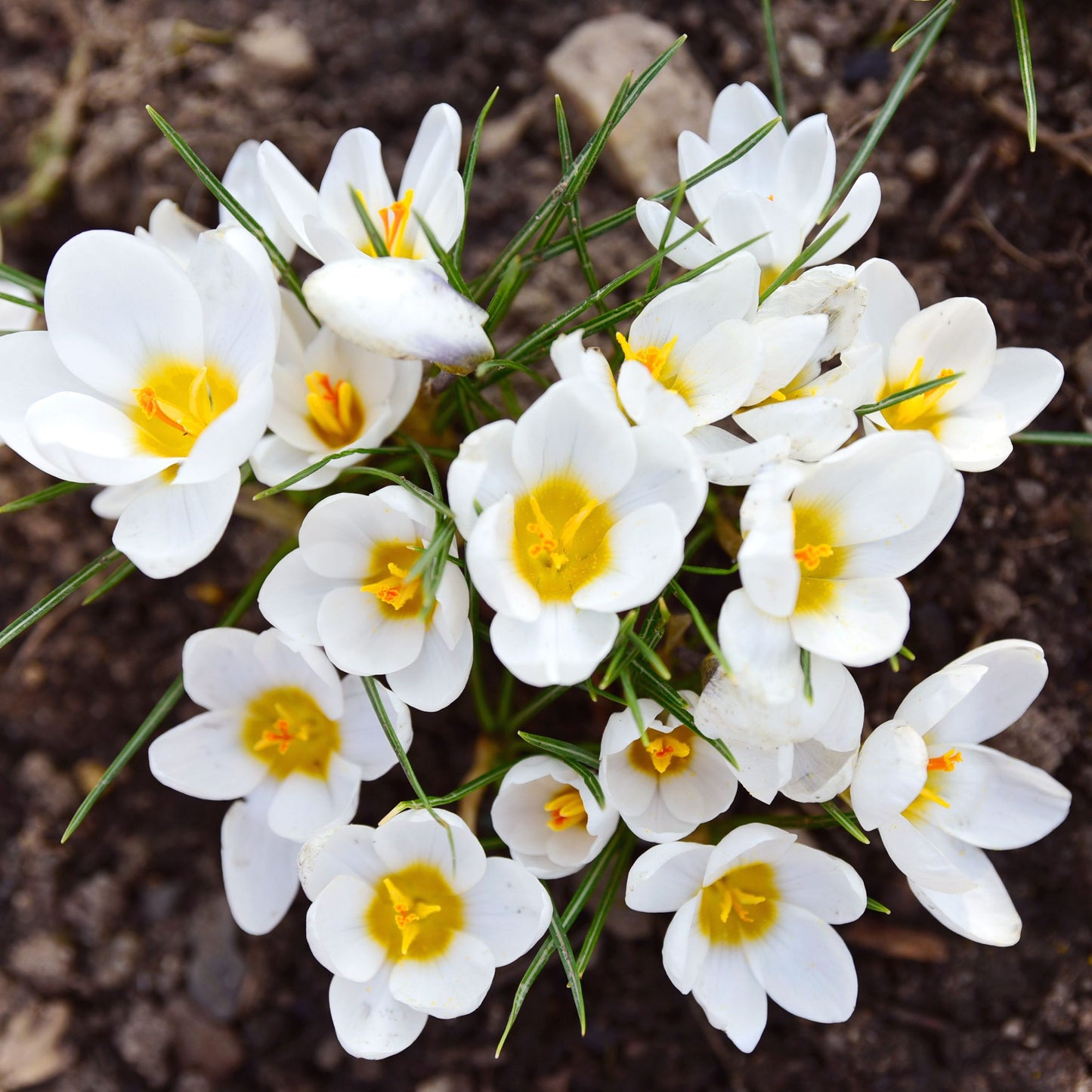 Jeanne d'Arc Giant Dutch Crocus Seeds