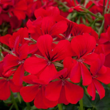 Heirloom Non-GMO Pelargonium Peltatum Flower Seeds | Trailing Geranium Seeds for Baskets & Borders