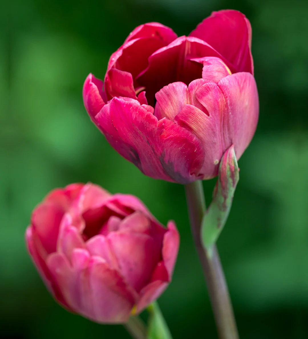 Double Tulip- Ridgedale