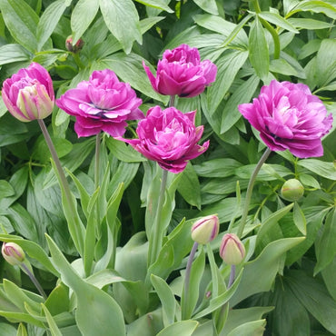Blue Spectacle Tulip Seeds