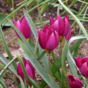 Odalisque Tulip Seeds
