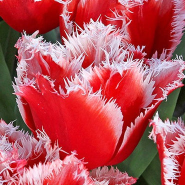San Pablo Tulip Seeds
