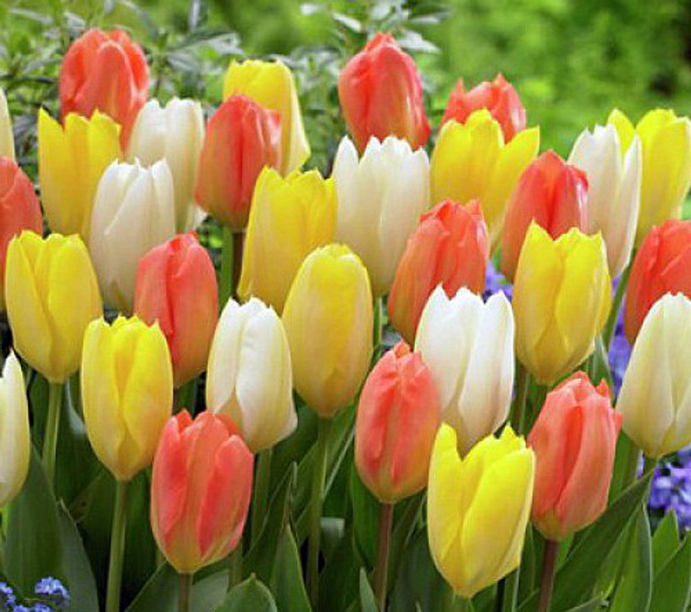 Enchanted Evening Tulip Mixture Seeds