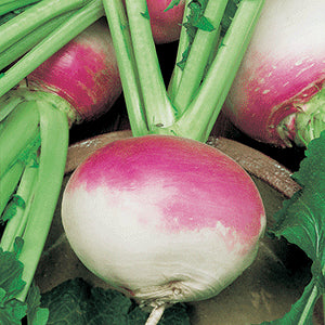 Turnip Imported, Turnip Purple Top Vegetable Seeds