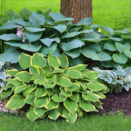 Hosta Mixture Super Sak