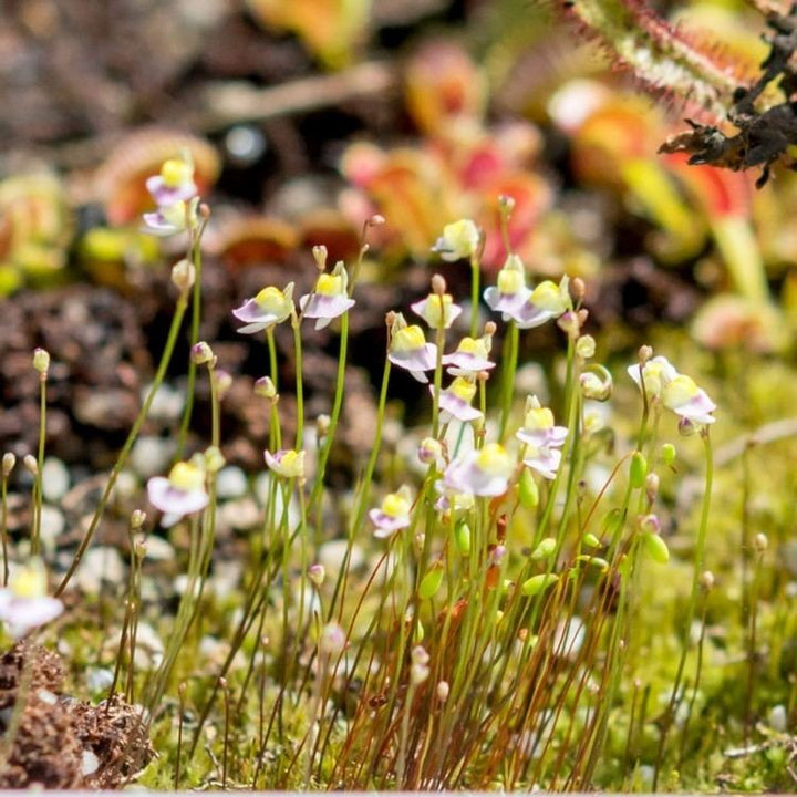 White Utricularia Bisquamata Plant Seeds for Garden Planting - NON GMO Seeds