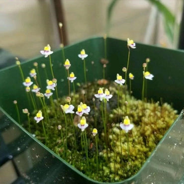 White Utricularia Bisquamata Plant Seeds for Garden Planting - NON GMO Seeds