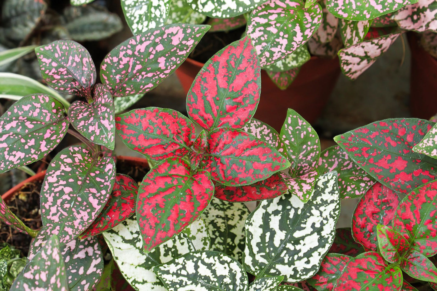 Polka Dot Plant- Pink