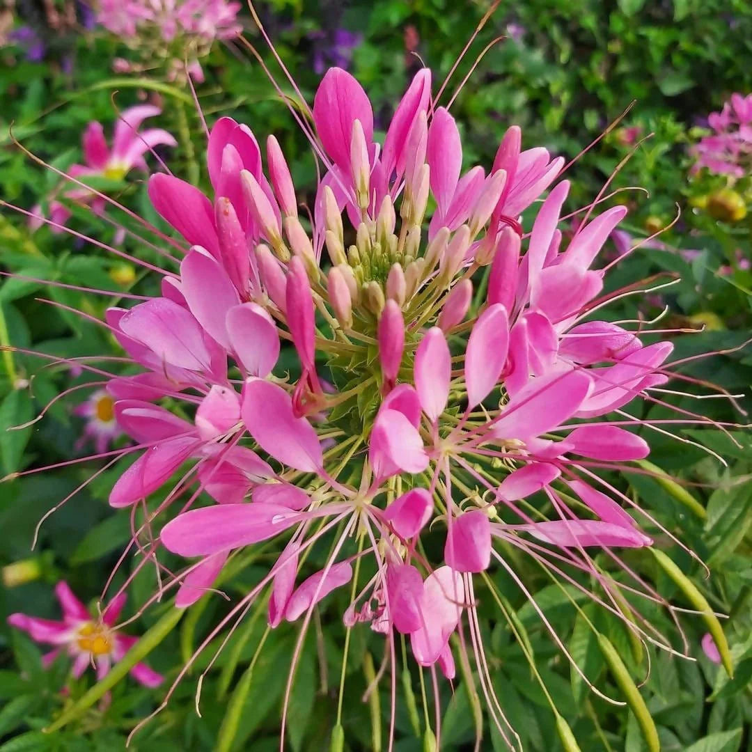 Cleome Spinosa Mixed Color Seeds