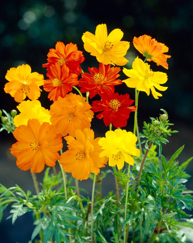 Cosmos- Bright Lights Mix