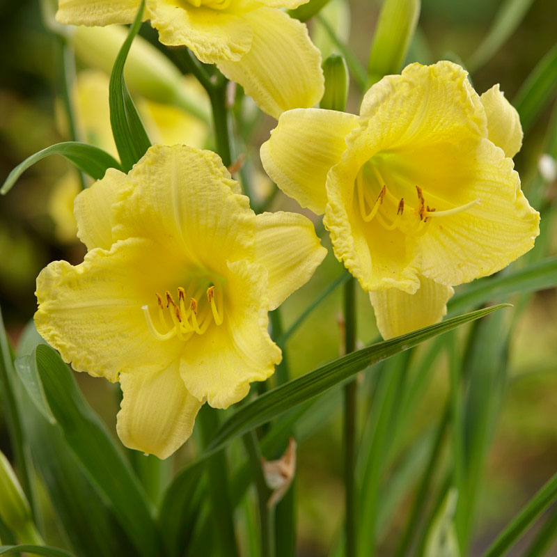 Happy Returns Reblooming Daylily