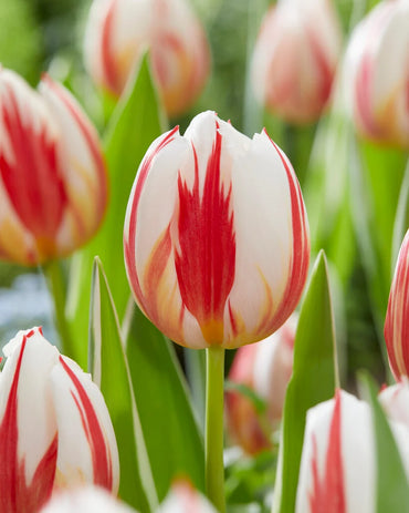 Carnaval de Rio Tulip Seeds