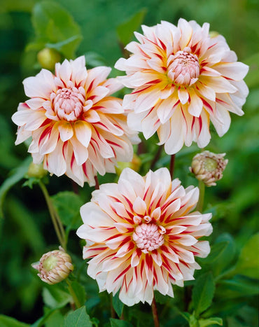 Caribbean Fantasy Dahlia