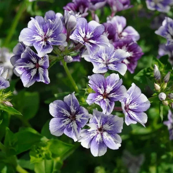 Phlox- Sugar Stars