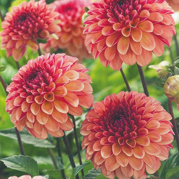 Palmares Dahlia