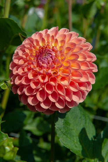 Jowey Nicky Giant Ball Dahlia