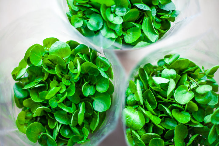 Cress Plant Seeds – Heirloom Non-GMO Fast-Growing Herb Seeds for Garden and Kitchen Planting