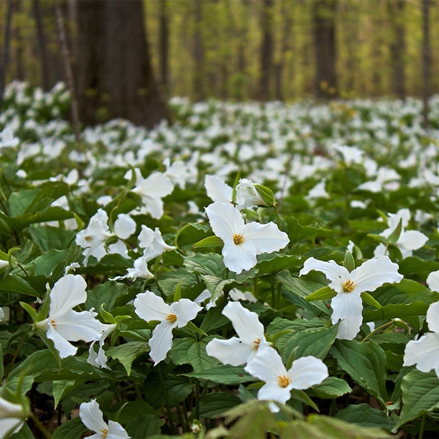 Trillium Flower Seeds for Planting - Heirloom, Non-GMO Seeds for Beautiful Home Garden
