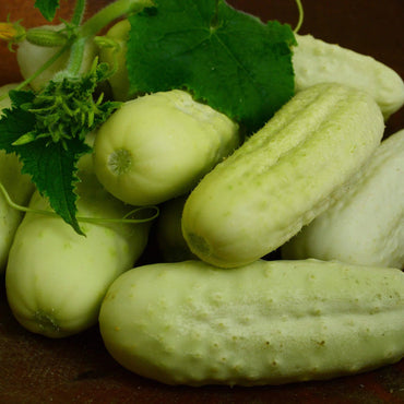 White Wonder Armenian Cucumber Vegetable Seeds for Planting - Heirloom & Non-GMO Garden Seeds