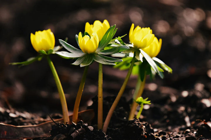 Heirloom Non-GMO Yellow Aconite Flower Seeds for Early Spring Gardens and Vibrant Bloom Displays
