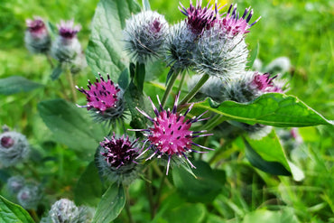 Heirloom Arctium Lappa Flower Seeds, Non-GMO Medicinal Burdock Blooms for Garden Planting