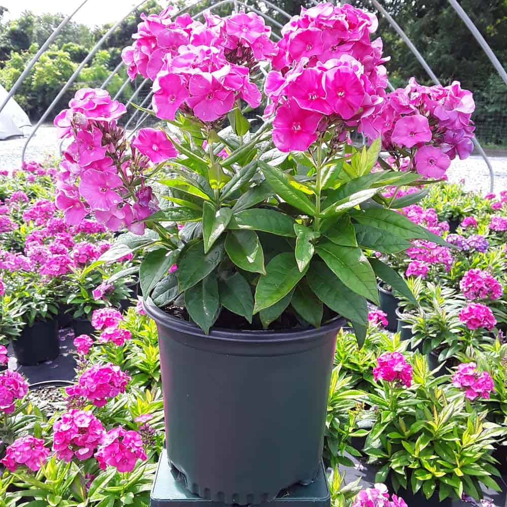 Primadonna Bambini Phlox