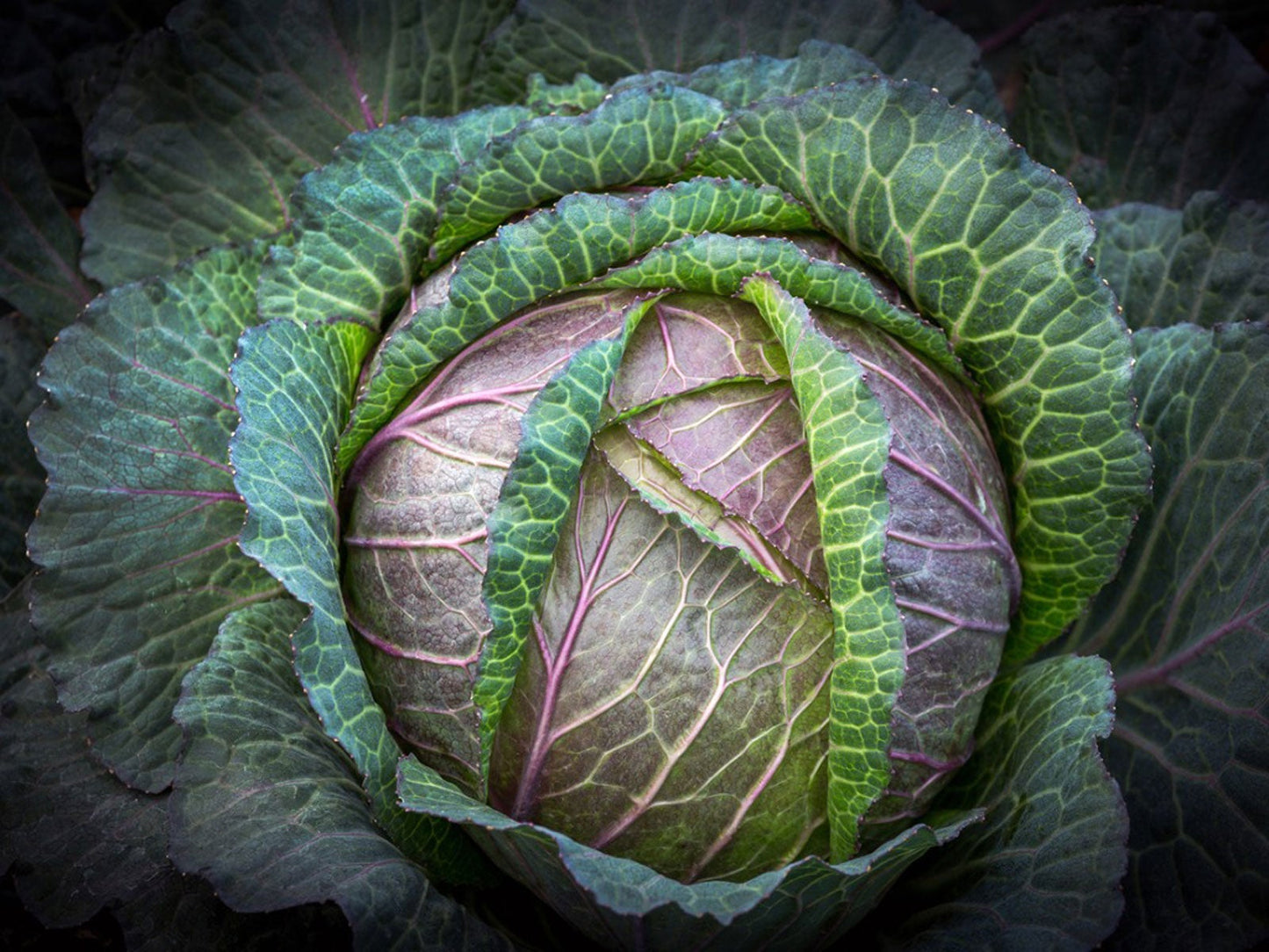 Deadon – Organic Cabbage Seed