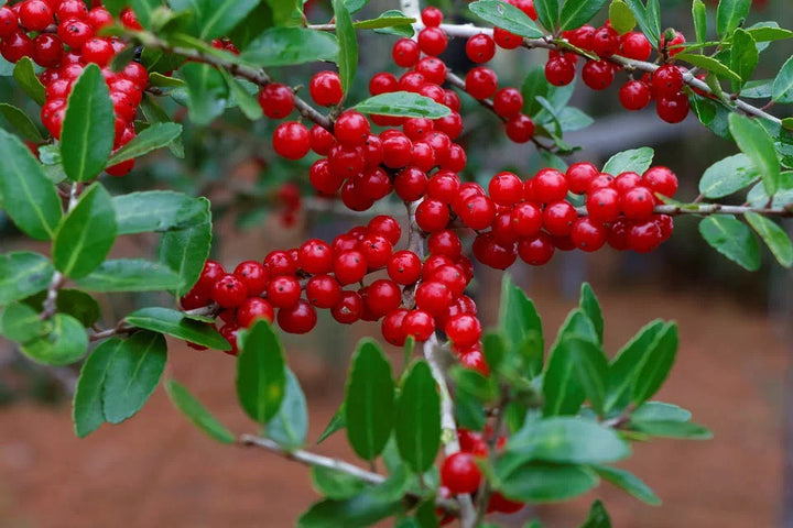 Heirloom Yaupon Flower Seeds, Non-GMO Caffeine-Rich Holly Blooms for Native Garden Planting