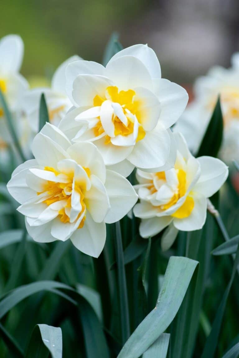 Daffodil Cheerfulness White Bulb