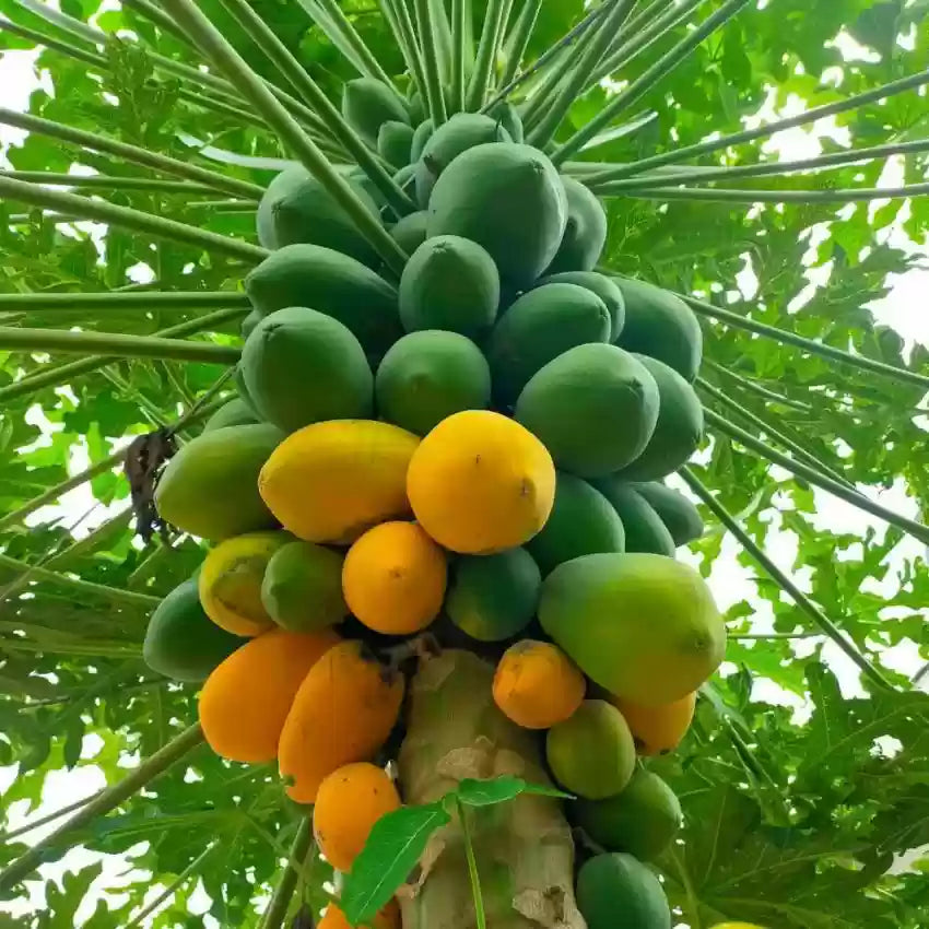 Papaya Seeds
