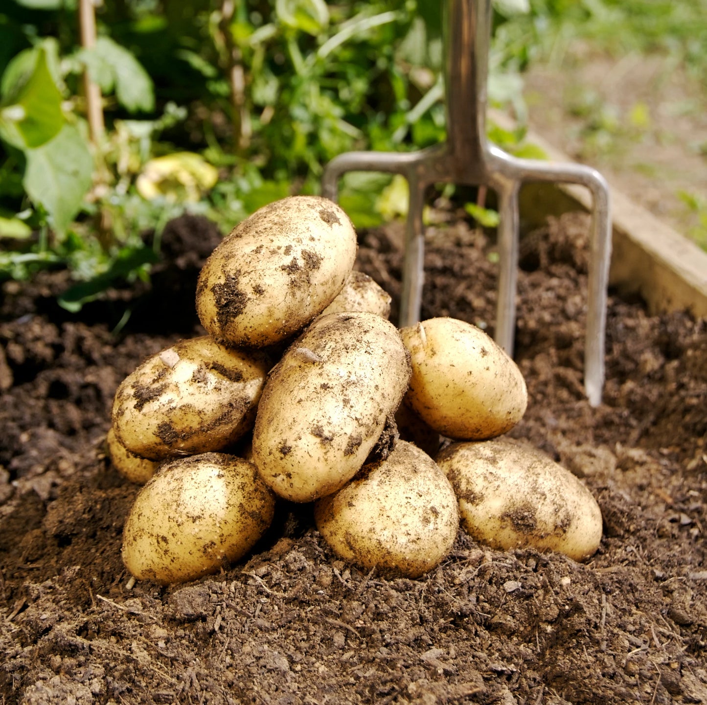 Gold Rush – Seed Potatoes