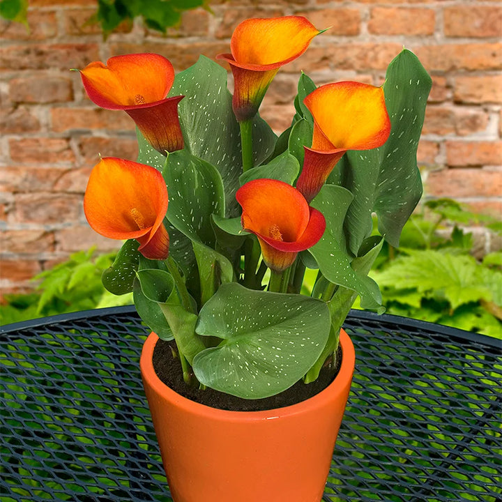 Heirloom Non-GMO Red Zantedeschia Aethiopica Flower Seeds for Planting – Elegant Calla Lily Blooms