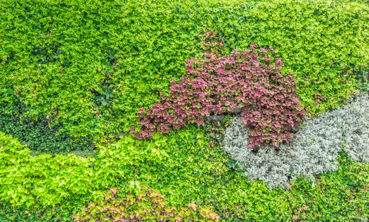 The Benefits of Planting Ground Cover Plants