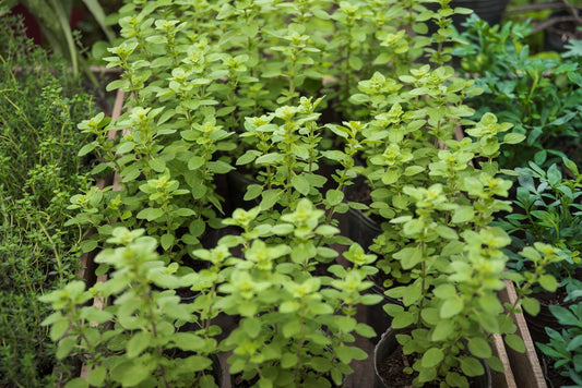 How to Create a Herb Garden?