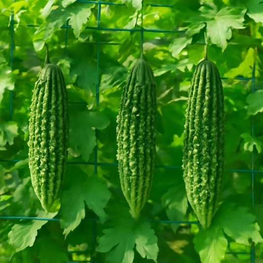 How to Grow Bitter Gourd Faizabadi: A Complete Guide to Planting and Caring for This Nutritious Vegetable