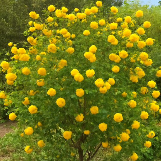 How to Grow Fragrant Acacia Farnesiana: A Complete Guide for Beautiful Aromatic Flowers