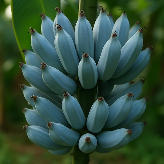 How to Grow Blue Java Banana: The Ice Cream Banana with a Tropical Twist
