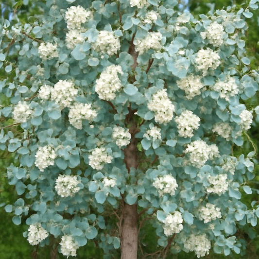 How to Grow Eucalyptus Argyle Apple: A Complete Guide for Planting This Ornamental Tree