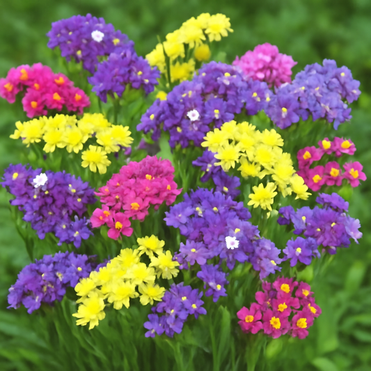 How to Grow Statice Pacific Mixed Color Flower: A Complete Guide for Beautiful, Long-Lasting Blooms