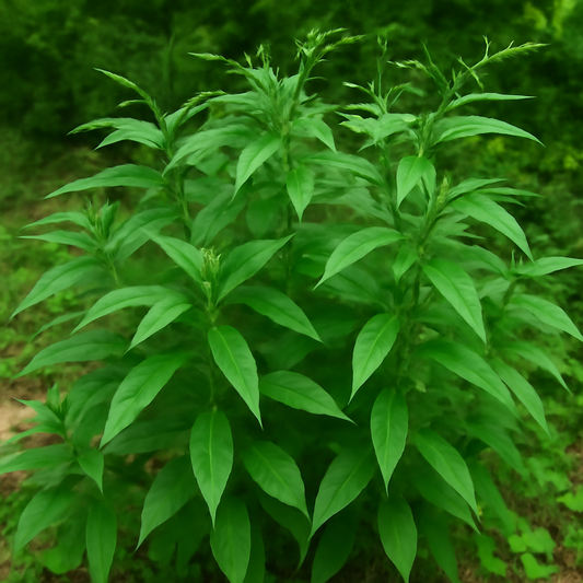 How to Grow Andrographis Paniculata: A Complete Guide to Growing This Medicinal Herb