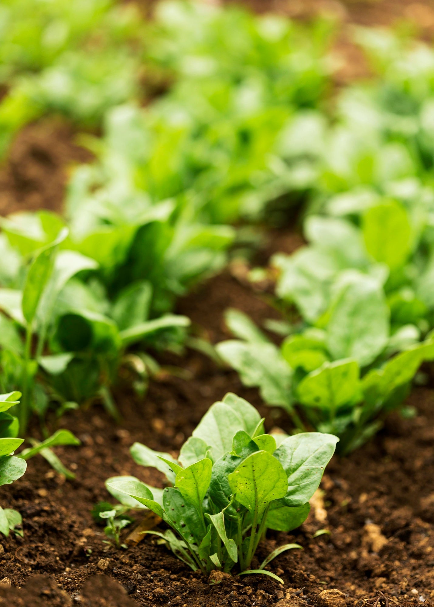 Vegetable Seeds